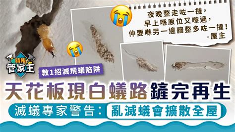 家裡 白蟻 路名指示牌